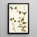 Tradescantia multiflora - Nikolaus Joseph Freiherr von Jacquin — oprawiony obraz na ścianie