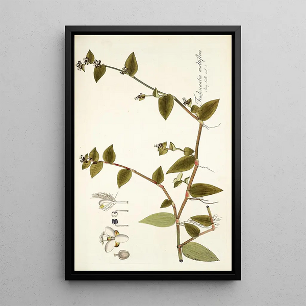 Tradescantia multiflora - Nikolaus Joseph Freiherr von Jacquin — oprawiony obraz na ścianie