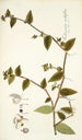 Tradescantia multiflora - Nikolaus Joseph Freiherr von Jacquin — widok dzieła