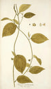 Tragia involucrata - Nikolaus Joseph Freiherr von Jacquin — widok dzieła