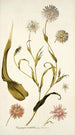 Tragopogon mutabilis - Nikolaus Joseph Freiherr von Jacquin — widok dzieła