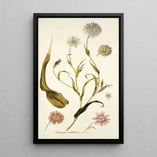 Nikolaus Joseph Freiherr von Jacquin - Tragopogon mutabilis.webp