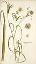 Tragopogon undulatus - Nikolaus Joseph Freiherr von Jacquin — widok dzieła