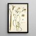 Tragopogon undulatus - Nikolaus Joseph Freiherr von Jacquin — oprawiony obraz na ścianie
