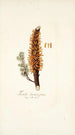 Tremella clavariaeformis - Nikolaus Joseph Freiherr von Jacquin — widok dzieła