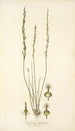 Triglochin bulbosum - Nikolaus Joseph Freiherr von Jacquin — widok dzieła