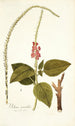 Verbena mutabilis - Nikolaus Joseph Freiherr von Jacquin — widok dzieła