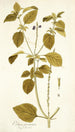 Verbena prismatica - Nikolaus Joseph Freiherr von Jacquin — widok dzieła
