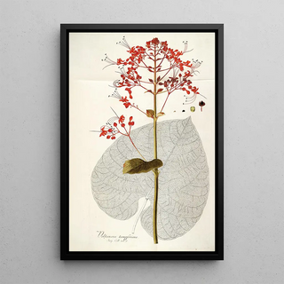 Nikolaus Joseph Freiherr von Jacquin - Volkameria kaempferi.webp