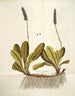 Wulfenia carinthiaca - Nikolaus Joseph Freiherr von Jacquin — widok dzieła