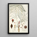 Zamia angustifolia - Nikolaus Joseph Freiherr von Jacquin — oprawiony obraz na ścianie