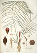 Zamia angustifolia - Nikolaus Joseph Freiherr von Jacquin — widok dzieła