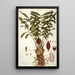 Zamia integrifolia - Nikolaus Joseph Freiherr von Jacquin — oprawiony obraz na ścianie
