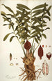 Zamia integrifolia - Nikolaus Joseph Freiherr von Jacquin — widok dzieła