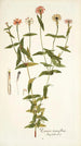 Zinnia tenuiflora - Nikolaus Joseph Freiherr von Jacquin — widok dzieła