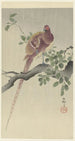 Pawiusz Cuivre - Ohara Koson — widok dzieła