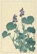 Hosta en fleur - Ohara Koson — widok dzieła