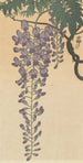 Glycine en fleur - Ohara Koson — widok dzieła