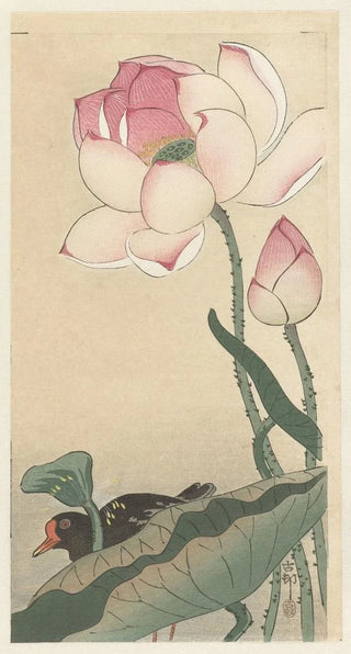 Ohara Koson - Gallinule with Lotus Flowers.webp