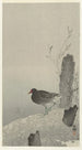 Kaczka wodna - Ohara Koson — widok dzieła