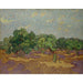 Reprodukcja obrazu Oliwery - Vincent van Gogh