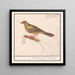 Ortolan Emberiza hortulana - Anselmus Botius de Boodt — oprawiony obraz na ścianie