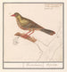 Ortolan Emberiza hortulana - Anselmus Botius de Boodt — widok dzieła