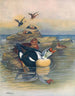 Eider à tête grise II - Otto Murray Dixon — widok dzieła