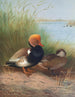 Fuligule milouin à crête rouge - Otto Murray Dixon — widok dzieła