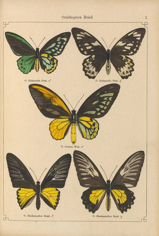 Otto Staudinger - Exotische schmetterlinge Pl001.webp