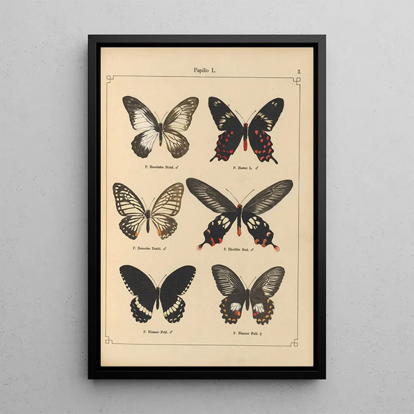 Papillons exotiques Pl003 - Otto Staudinger — oprawiony obraz na ścianie
