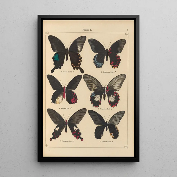 Papillons exotiques Pl005 - Otto Staudinger — oprawiony obraz na ścianie