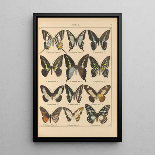 Otto Staudinger - Exotische schmetterlinge Pl006.webp