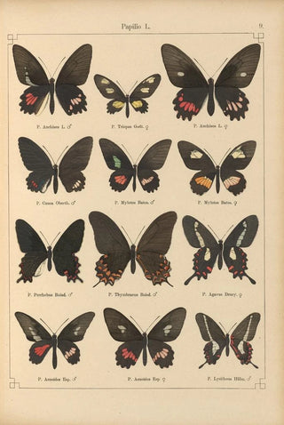 Otto Staudinger - Exotische schmetterlinge Pl009.webp