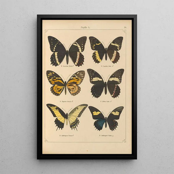 Papillons exotiques Pl010 - Otto Staudinger — oprawiony obraz na ścianie