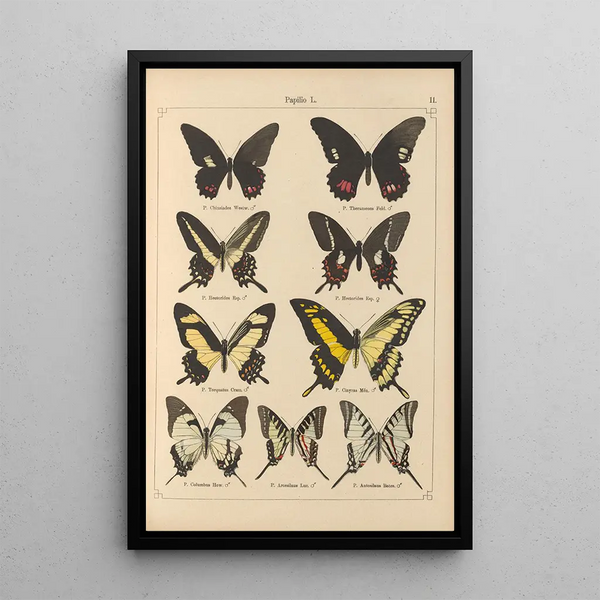 Papillons exotiques Pl011 - Otto Staudinger — oprawiony obraz na ścianie