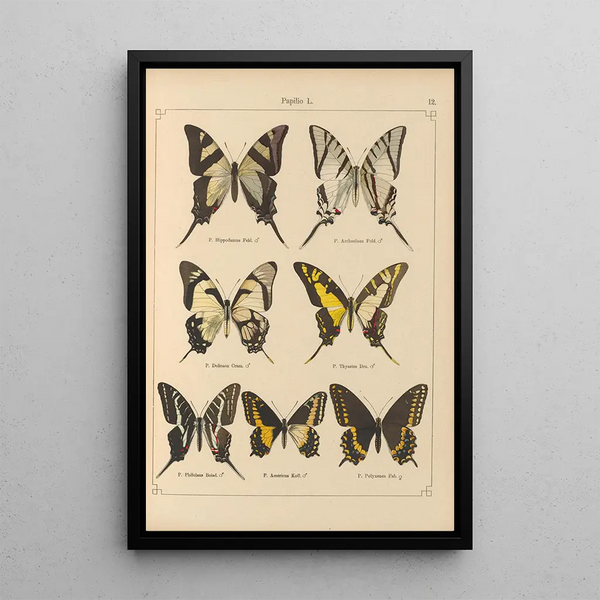 Papillons exotiques Pl012 - Otto Staudinger — oprawiony obraz na ścianie