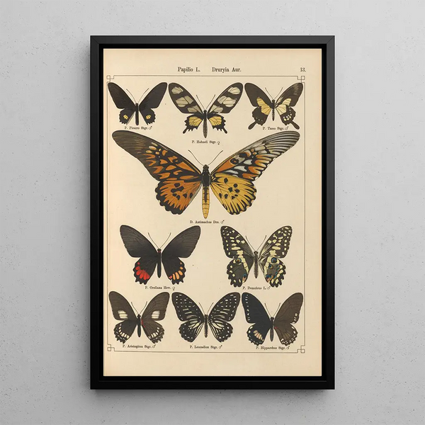 Papillons exotiques Pl013 - Otto Staudinger — oprawiony obraz na ścianie