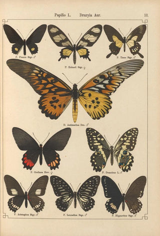 Otto Staudinger - Exotische schmetterlinge Pl013.webp