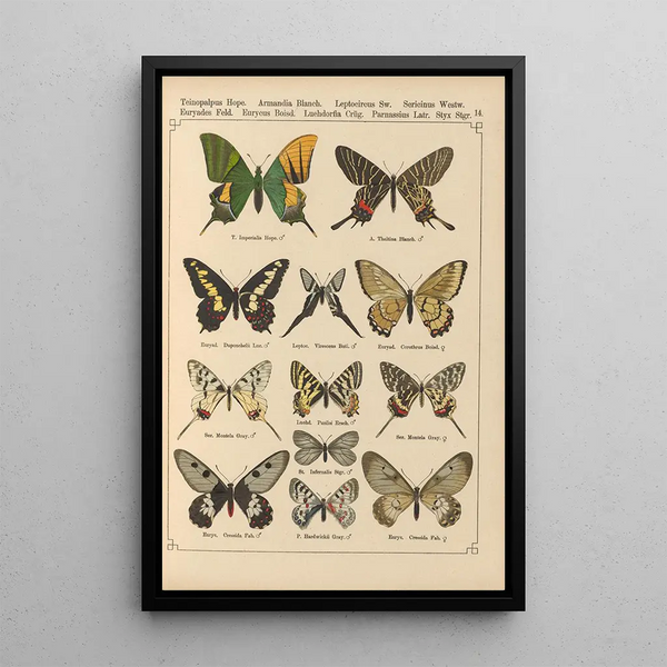 Papillons exotiques Pl014 - Otto Staudinger — oprawiony obraz na ścianie