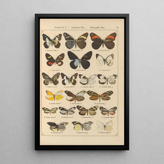 Otto Staudinger - Exotische schmetterlinge Pl015.webp