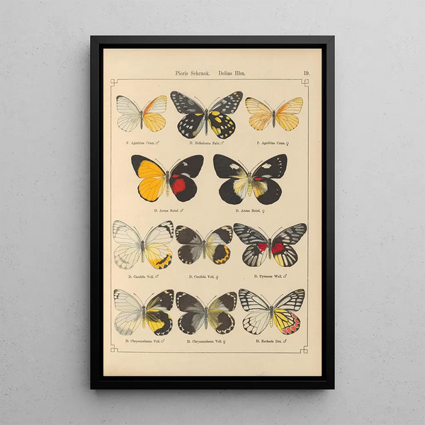 Papillons exotiques Pl019 - Otto Staudinger — oprawiony obraz na ścianie
