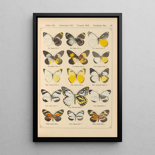 Papillons exotiques Pl020 - Otto Staudinger — oprawiony obraz na ścianie