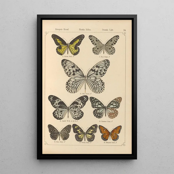 Papillons exotiques Pl024 - Otto Staudinger — oprawiony obraz na ścianie