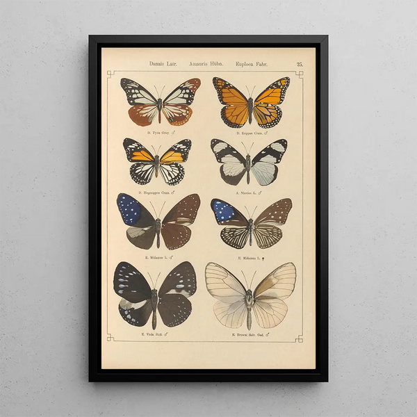 Papillons exotiques Pl025 - Otto Staudinger — oprawiony obraz na ścianie