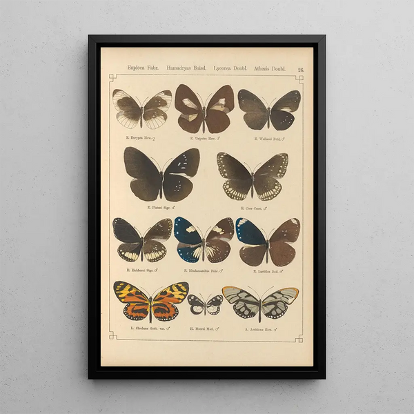 Papillons exotiques Pl026 - Otto Staudinger — oprawiony obraz na ścianie