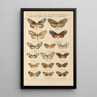 Otto Staudinger - Exotische schmetterlinge Pl027.webp