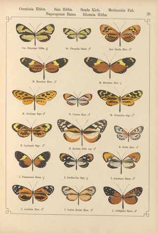 Otto Staudinger - Exotische schmetterlinge Pl028.webp