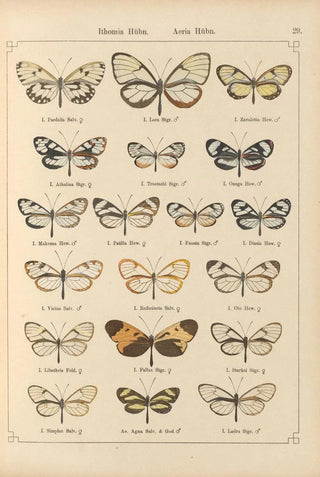 Otto Staudinger - Exotische schmetterlinge Pl029.webp