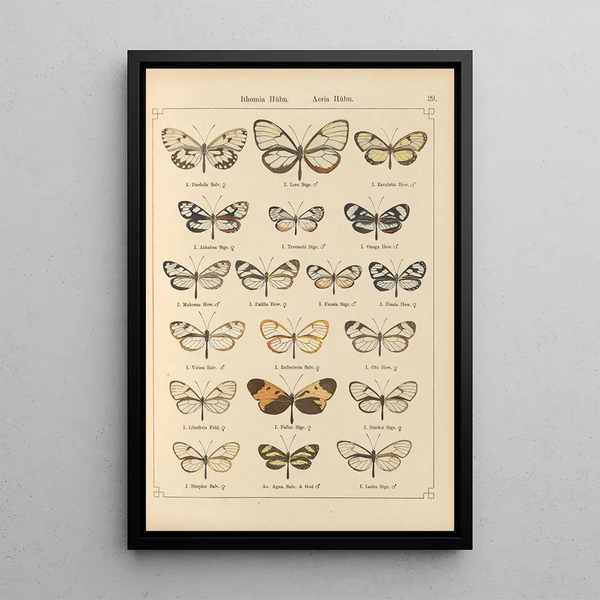Papillons exotiques Pl029 - Otto Staudinger — oprawiony obraz na ścianie